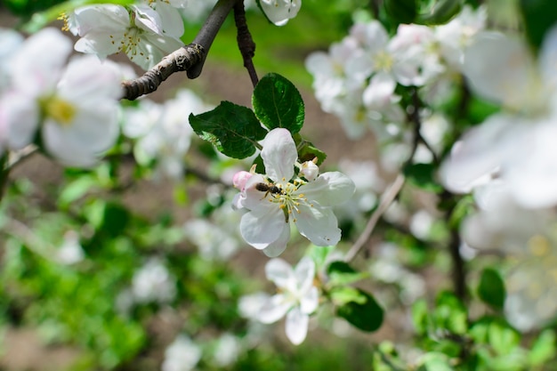 Flores brancas com macieira de abelha