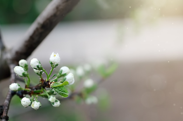 Flores brancas com pingos de chuva em uma ameixeira no jardim na primavera