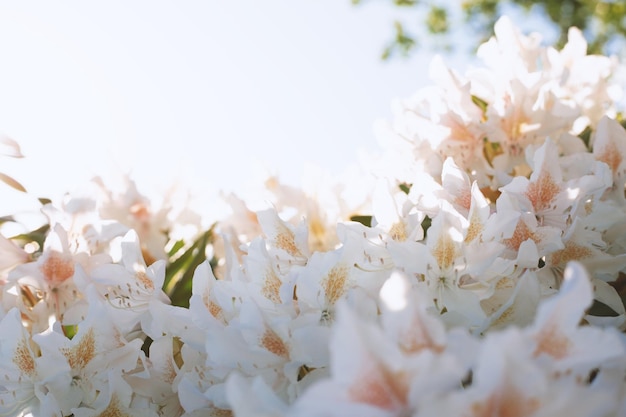 Flores brancas contra o céu