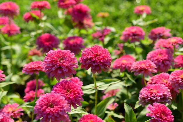 Foto flores brancas cor-de-rosa com as folhas no fundo.