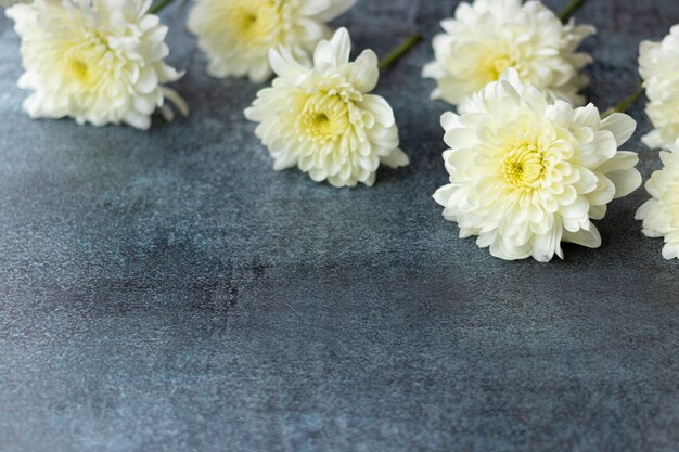 Flores brancas da dália em fundo cinza escuro