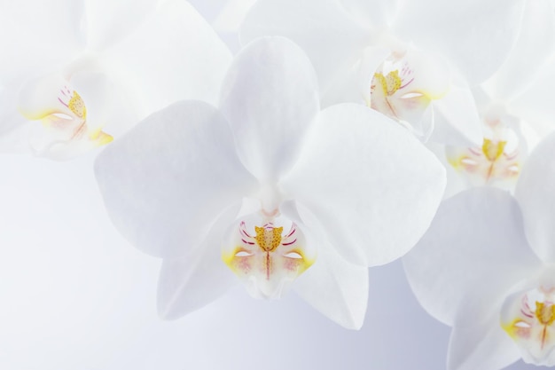 flores brancas da orquídea em um fundo claro, papel de parede da tela