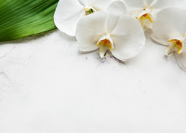 Flores brancas da orquídea em uma mesa de mármore branco