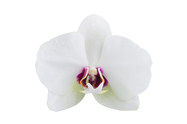 flores brancas da orquídea phalaenopsis em uma haste, isoladas