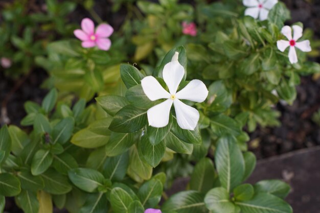 Flores brancas da planta Catharanthus roseus