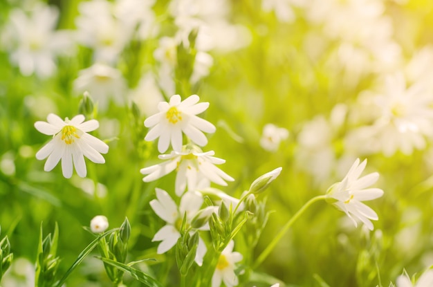 Flores brancas da primavera Cerastivum arvense crescendo no prado Fundo floral natural sazonal com sol brilhando