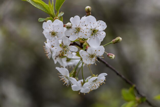 Flores brancas da primavera Cereja florescendo na primavera Fundo de flores naturais