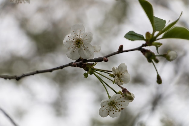 Flores brancas da primavera Cereja florescendo na primavera Fundo de flores naturais