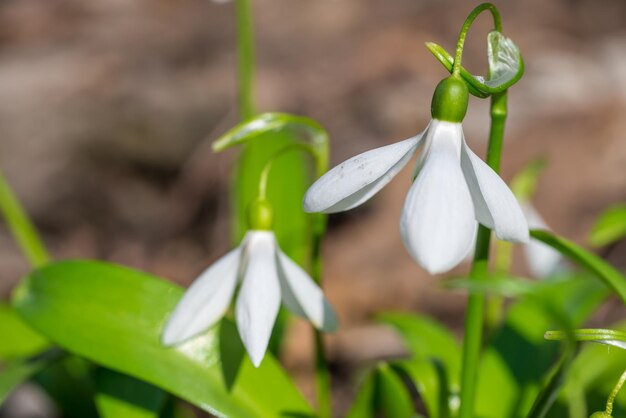 Flores brancas da primavera em flocos de neve na floresta