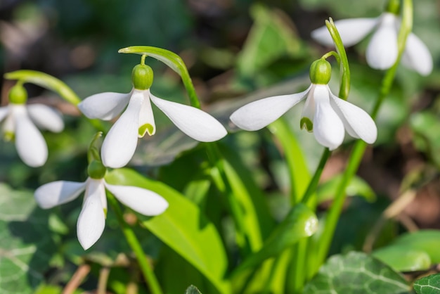 Flores brancas da primavera em flocos de neve na floresta