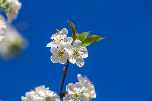 Flores brancas das flores de cerejeira em um dia de primavera sobre fundo de céu azul