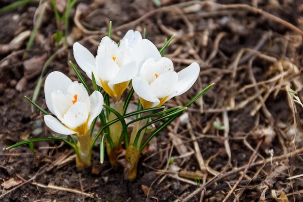 Flores brancas de açafrão no jardim na primavera