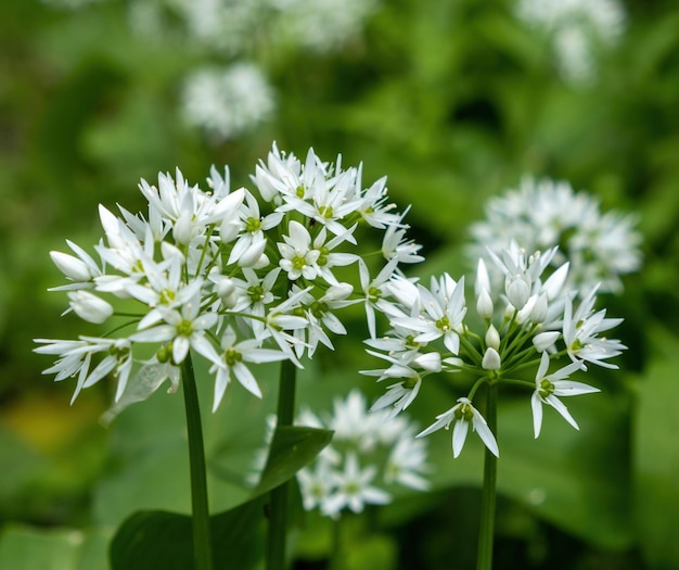 Flores brancas de alho selvagem em fundo verde