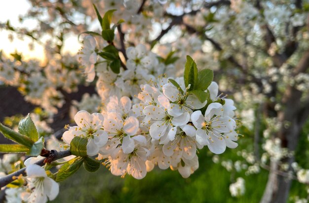 Flores brancas de árvores floridas no jardim primavera