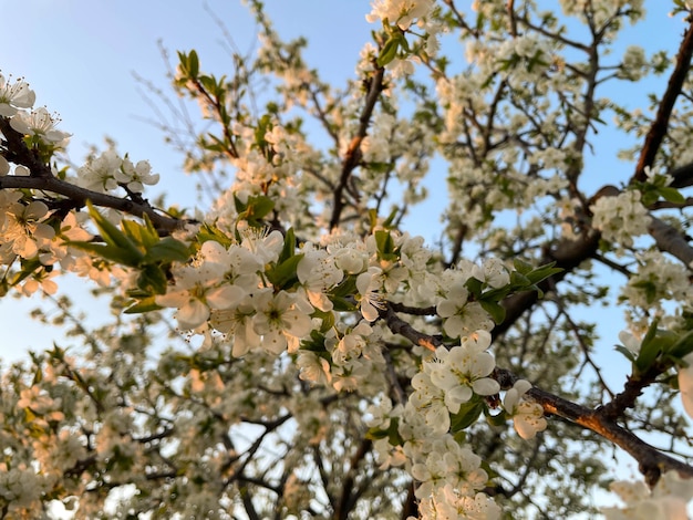 Flores brancas de árvores floridas no jardim primavera