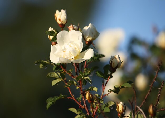 Flores brancas de briar rosa em um parque de verão Rose Alba