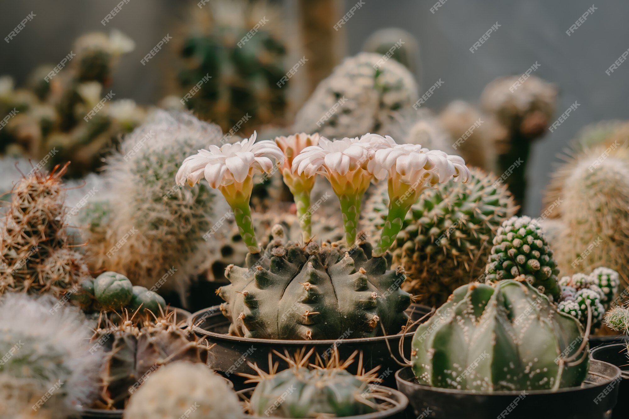 Flores brancas de cacto florescendo em um vaso cercado por mais cactos |  Foto Premium