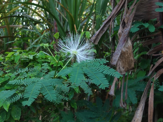 Flores brancas de Calliandra florescendo no jardim