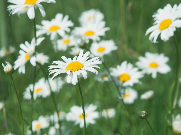 Flores brancas de camomila brilhantes contra o fundo de uma paisagem de verão Flores silvestres ao ar livre fechadas