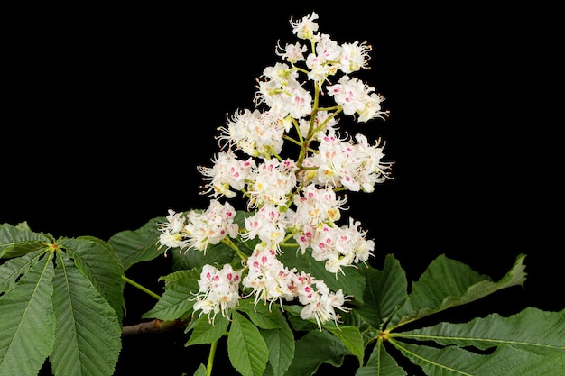 Flores brancas de castanha e folha Aesculus hippocastanum isoladas em fundo preto