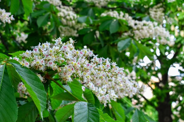 Flores brancas de castanha sobre um fundo de folhas de árvores