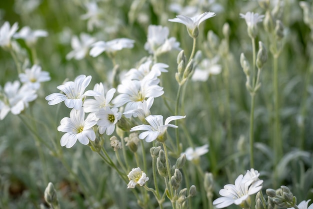 Flores brancas de Cerastium tomentosum é uma planta ornamental da família Caryophyllaceae