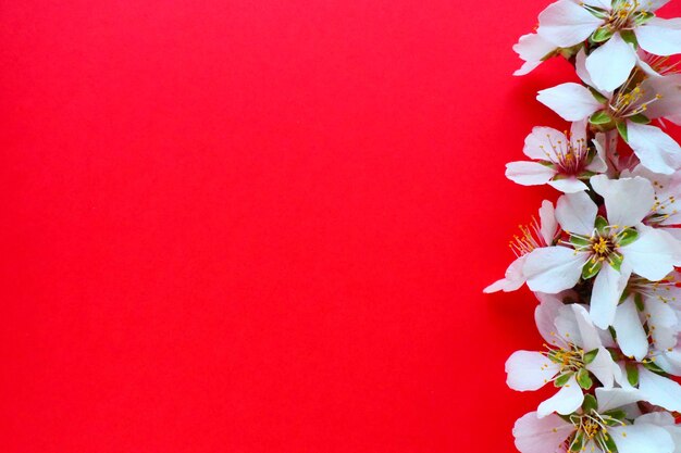 Flores brancas de cereja de pássaro em um espaço de cópia de fundo vermelho para cartão de texto brilhante para o feriado ou