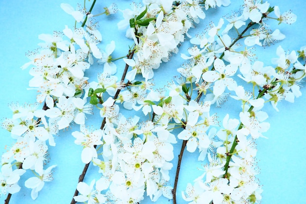 Flores brancas de cereja de pássaro em um fundo azul cartão brilhante para o feriado ou convite tempo de primavera foto borrada nebulosa borrão suave abstrato da mola muitas flores nos ramos