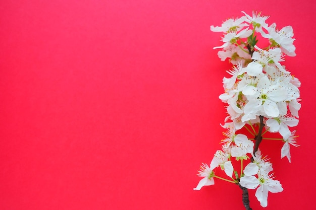 Flores brancas de cereja de pássaro em um fundo vermelho Copie o espaço para texto Cartão brilhante para o feriado ou convite Tempo de primavera