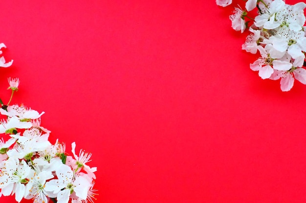 Flores brancas de cereja de pássaro em um fundo vermelho Copie o espaço para texto Cartão brilhante para o feriado ou convite Tempo de primavera