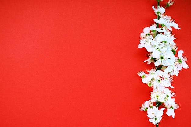 Flores brancas de cereja de pássaro em um fundo vermelho Copie o espaço para texto Cartão brilhante para o feriado ou convite Tempo de primavera