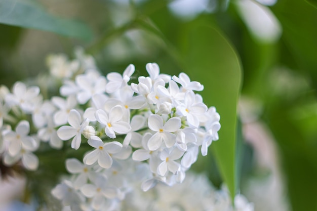 Flores brancas de cereja de pássaro em um galho de perto