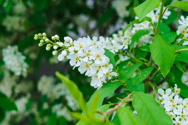 Flores brancas de cereja de pássaro em um galho fechado