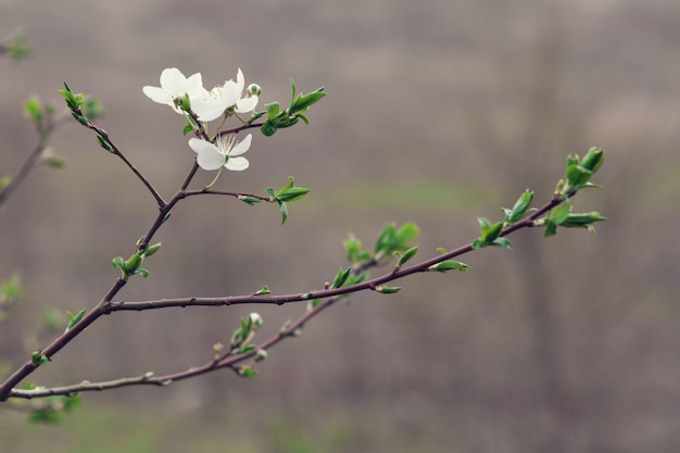 Flores brancas de cereja em uma luz do sol na primavera
