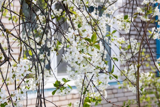 Flores brancas de cerejeira contra o céu azul