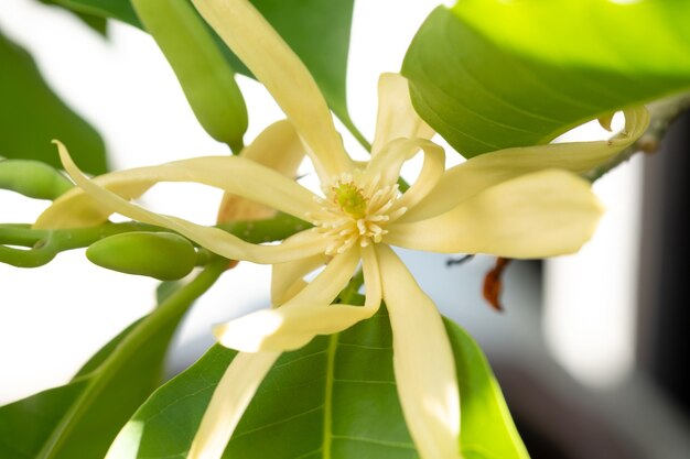 Flores brancas de Champaka e folhas verdes com luz solar.