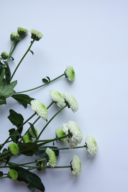 Foto flores brancas de crisântemo sobre um fundo branco copiar espaço