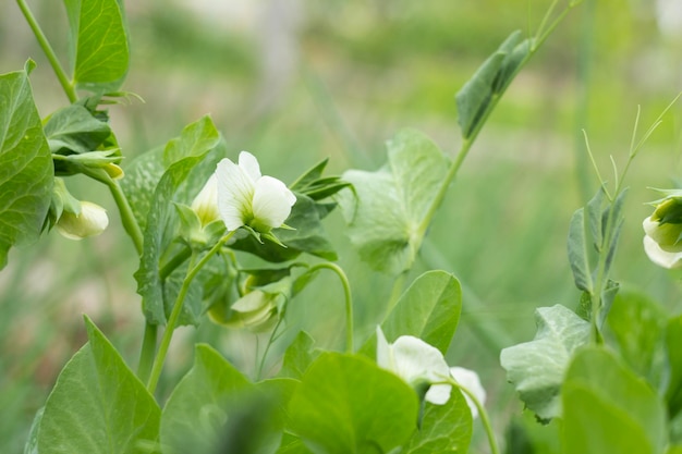 Flores brancas de ervilhas em plantas de ervilha em um jardim