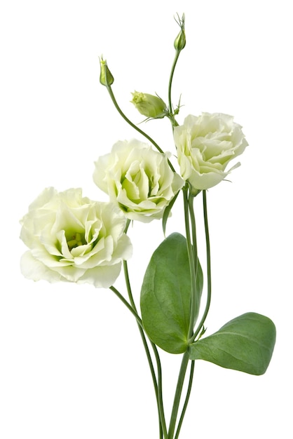 flores brancas de eustoma