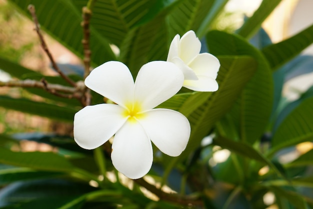 flores brancas de frangipani no parque