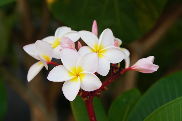 flores brancas de frangipani no parque