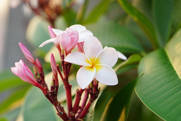 flores brancas de frangipani no parque