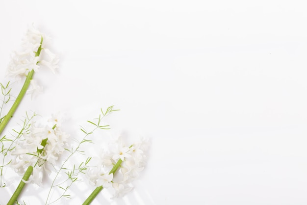 Flores brancas de jacinto em um arranjo floral de verão de fundo branco