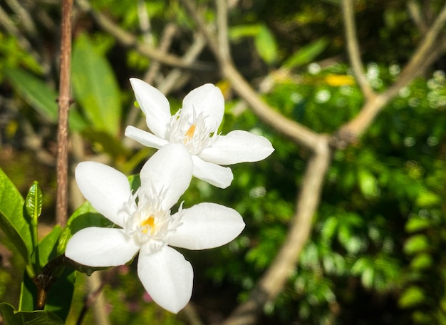Flores brancas de jasmim de cinco pétalas estão florescendo, cor branca, pequenas cinco pétalas com pólen amarelo