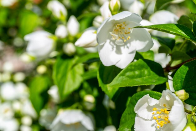 Flores brancas de jasmim em um arbusto no jardim no verão