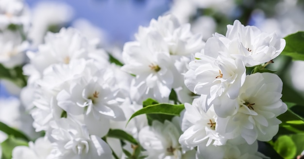 Flores brancas de jasmim no jardim contra o céu azul