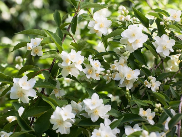 Flores brancas de jasmim no jardim de verão