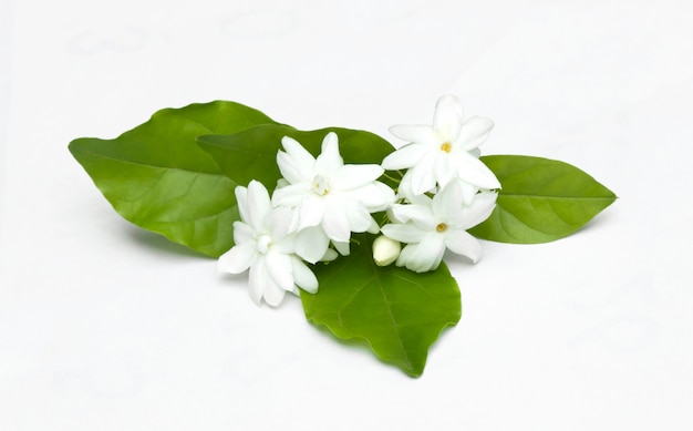 Flores brancas de jasmim