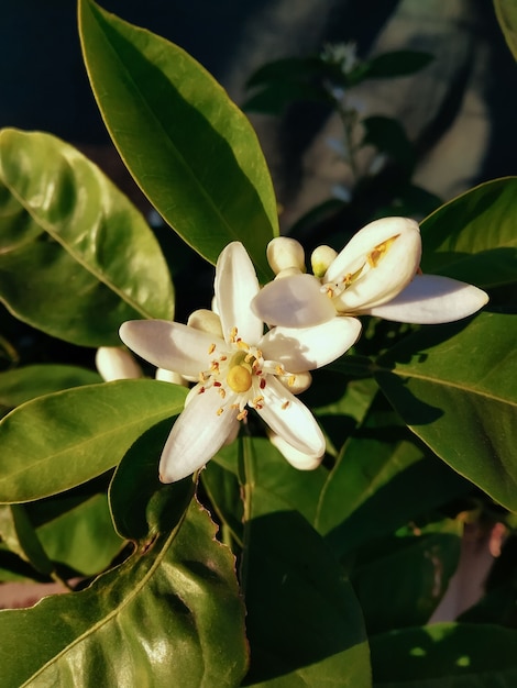 Flores brancas de laranjeira no jardim em um dia ensolarado