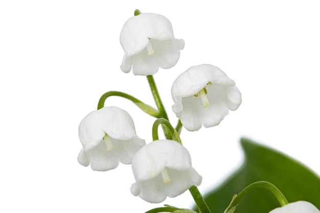 Flores brancas de lírio do vale lat Convallaria majalis isoladas em fundo branco
